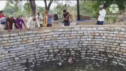 जावद: कुएं में गिरा सियार का बच्चा, वन विभाग की टीम ने रेस्क्यू कर बाहर निकाला