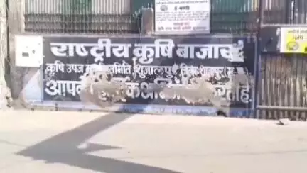 शुजालपुर: शुजालपुर मंडी में सोयाबीन ₹4467 और गेहूं ₹2551 प्रति क्विंटल तक बिका