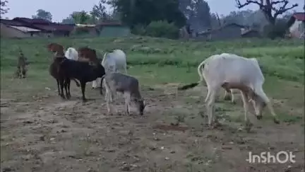 गढ़वा: गलघोंटू, लंगड़ा व अन्य बीमारियों से लगातार हो रही पशुओं की मौत, भंडरिया सहित जिले के किसान है परेशान #jansamasya