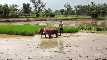 तखतपुर: जिले में किसानों को खाद की समस्या बेहद परेशान कर रही है सरकारी अधिकारियों ने खुद को असहाय बताया है #Jansamsya