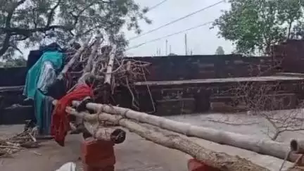 सहजनवा: मिनवा गांव में हाईटेंशन तार की चपेट में आने से बकरी की हुई मौत, पहले एक वृद्ध की मौत और किशोरी का भी हाथ कटा