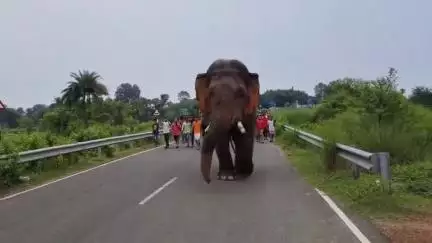জামবনি: শাবলমারাতে রাজ্য সড়কে দাপিয়ে বেড়াল একটি দাঁতাল হাতি, ব্যাহত হল যানচলাচল