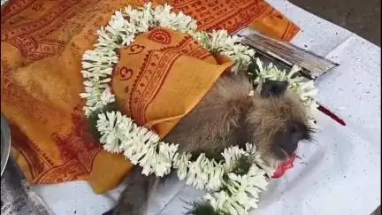মন্তেশ্বর: লরির ধাক্কায় মৃত হনুমান, সমাধিস্থ করলো মালডাঙ্গা বাজারের দোকানদাররা