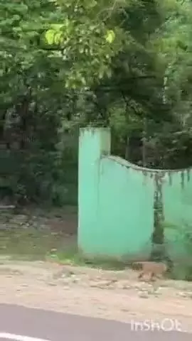 केशकाल: केशकाल घाटी में नजर आया हिरणों का झुंड, सोशल मीडिया पर वीडियो हो रहा वायरल