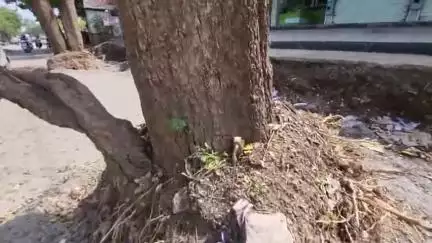 मालेगाव: मालेगावी रस्त्याच्या सिमेंट काँक्रीटीकरणाच्या नावाखाली 100 वर्षांच्या गोखरू वृक्षाची कत्तल, वृक्षप्रेमींमध्ये संताप