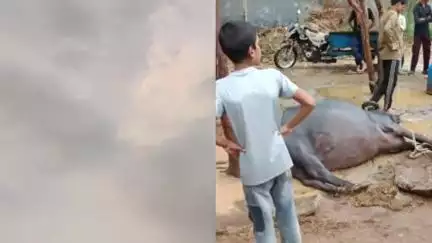 अमरोहा: अमरोहा में आकाश से बिजली गिरने से दहशत, गांव सहसपुर अलीनगर में दो भैंसों की हुई दर्दनाक मौत