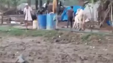 बाह: प्रजापुर गांव में विशाल मगरमच्छ किसान के घर तक पहुंचा, ग्रामीणों में मचा हड़कंप