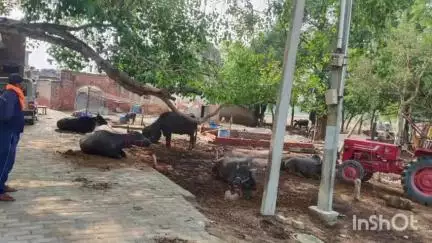 संडीला: कछौना के अंतर्गत ग्राम ऊंचौली में स्थित प्राचीन मंदिर पर गांव के कुछ लोगों का अवैध कब्जा, जानवर बांध रहे हैं