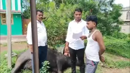 मधुपुर: पेयजल एवं स्वच्छता कार्यालय के पास बिजली करंट लगने से मवेशी की मौत, मुआवजे की मांग