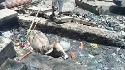 बाड़मेर: पालिका बाजार के पास खुले नाले में गिरी गौ माता, आसपास के लोगों ने बड़ी मुश्किल से निकाला