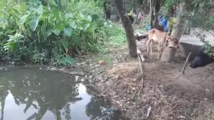 लहरपुर: ग्राम ककराही स्थित एक तालाब में मगरमच्छ देखे जाने से ग्रामीणों में है भय का माहौल, वन विभाग को दी गई सूचना
