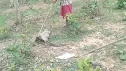 बोडला: ग्राम महली के घर में 8 फीट लंबा अजगर सांप घुसने से मचा हड़कंप, सुरक्षित रेस्क्यू कर जंगल में छोड़ा गया