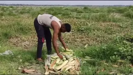 लक्सर: गंगा तटीय क्षेत्र में फल-सब्जी के किसानों को मुनाफे के बजाय मिला कर्ज और बर्बाद फसल का दर्द
#jansamasya