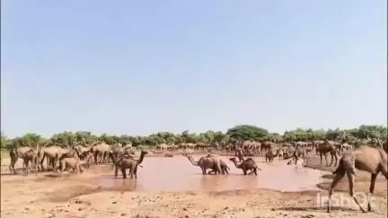 जैसलमेर: अंतर्राष्ट्रीय ऊंट दिवस पर ऊंट सरंक्षण संस्थान के अध्यक्ष की सरकार से अपील विलुप्त हो रहे ऊंट उठाए ठोस कदम #जनसमस्या