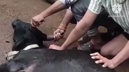 शाढ़ौरा: साहसी युवक बब्लू ने पागल बछड़े को काबू कर समस्या हल की, पब्लिक ऐप ने दिखाया था मुद्दा