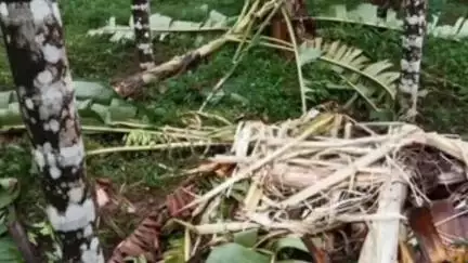 ಪುತ್ತೂರು: ಮುಡ್ನೂರು ಗ್ರಾಮದ ಕೆಮ್ಮತಡ್ಕ ಪ್ರದೇಶದಲ್ಲಿ ಆನೆಗಳ ದಾಳಿ