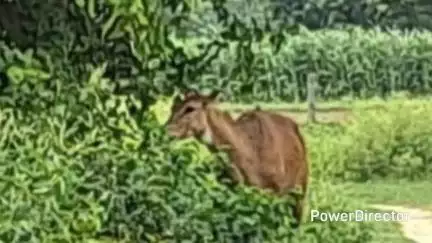 पटियाली: सिढपुरा कस्बा में नीलगाय के हमले से घायल किसान की आगरा में इलाज के दौरान हुई मौत