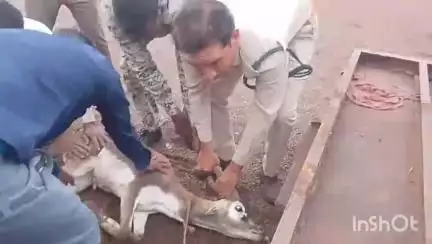 रन्नौद: खतौरा गांव में कुत्तों के झुंड ने हिरण पर किया हमला, ग्रामीणों ने जान बचाकर वन विभाग को सौंपा