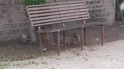 हाथरस: लेबर कॉलोनी के लोग बंदरों के डर से घरों में कैद, कई वर्षों से बंदरों द्वारा काटने की समस्या प्रशासन फेल#jansamsya