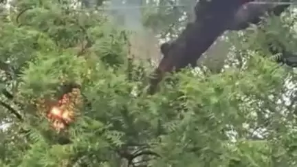 हमीरपुर: हाई टेंशन विद्युत तार से पेड़ में लगी आग, धू-धू कर जल रहा है