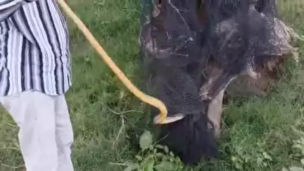 मेगड़दा में खेत में पड़े जाल में फंसे सांप को जाल काटकर स्नैक कैचर सुरेंद्रसिंह ने निकाला, छोड़ा दूर जंगल में