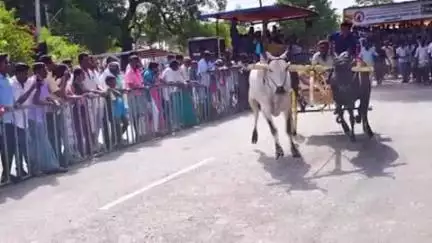 பெருந்துறை: விஜயமங்கலம் டோல்கேட் பகுதியில் கோவில் திருவிழாவை முன்னிட்டு ரேக்ளா ரேஸ் நடைபெற்றது இதில் முன்னாள் அமைச்சர் கலந்து கொண்டு சிறப்பித்தார்