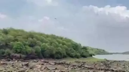 बाड़ी: डीएफओ ने चंबल घड़ियाल क्षेत्र का किया निरीक्षण