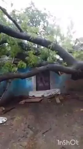 मुंगावली: मुंगावली में घर पर गिरा नीम का पेड़, मलबे में दबी डेढ़ साल की बच्ची की इलाज के दौरान मौत