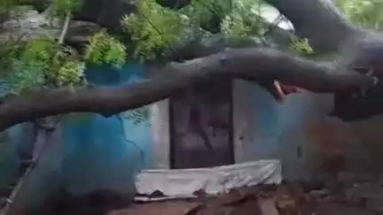 अशोक नगर: मुंगावली में नीम का पेड़ गिरने से घायल ढाई साल की बच्ची की अस्पताल में मौत