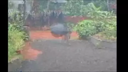 കൊയിലാണ്ടി: തിരുവങ്ങൂരിൽ സ്കൂൾ വിദ്യാർത്ഥിനിയുടെ പിന്നാലെ ഓടി തെരുവുനായകൾ, സി.സി.ടി.വി ദൃശ്യം പുറത്ത്