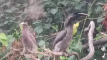 बूंदी: रामगढ़ अभ्यारण्य में दिखा 2 चोंच वाला दुर्लभ इंडियन ग्रे हॉर्नबिल पक्षी