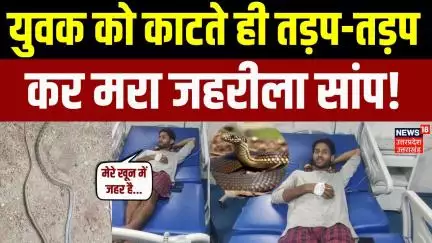 Viral Video: युवक को काटने के बाद सांप की मौत, हैरत में पूरी दुनिया | Balaghat | MP | Ajab Gajab