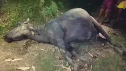 हरनौत: रामसंग गांव में बिजली की चपेट में आने से भैंस की मौत, पीड़ित परिवार मुआवजे की मांग कर रहा