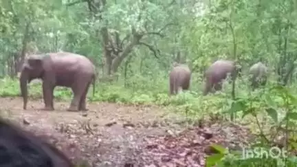 पुष्पराजगढ़: रोशर खार के जंगल में पहुंचा हाथियों का झुंड