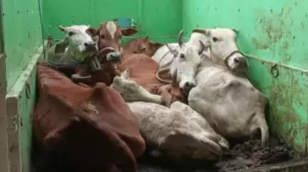 नागपूर शहर: टेका वस्ती येथून गोवंश तस्करी करणाऱ्या आरोपी विरोधात गुन्हा दाखल