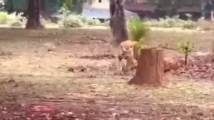 मानपुर: बांधवगढ़ टाइगर रिजर्व के गोहड़ी गांव में दिखा बाघ, अनोखा वीडियो सोशल मीडिया पर वायरल