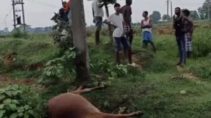 सारठ: देवली गांव में हाई वोल्ट बिजली तार से गाय की मौत, MLA चुन्ना सिंह ने मुआवजे का दिया भरोसा