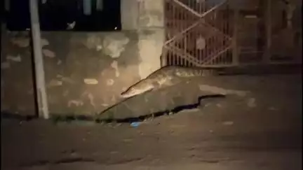 इंद्रगढ़: माधोराजपुरा में आबादी क्षेत्र में विशालकाय मगरमच्छ घुसने से मचा हड़कम्प, वन विभाग की टीम ने मशक्कत के बाद किया रेस्क्यू