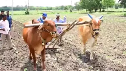 ఆందోల్: రైతుగా మారిన మెదక్ జిల్లా కలెక్టర్ రాహుల్ రాజ్ సోషల్ మీడియాలో వీడియో వైరల్