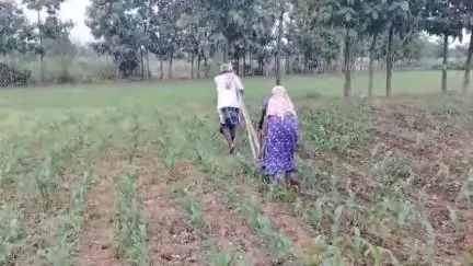 ಕಲಘಟಗಿ: ತಾಲೂಕಿನ ತುಮರಿಕೊಪ್ಪ ಗ್ರಾಮದಲ್ಲಿ ಎತ್ತುಗಳ ಸಹಾಯ ಇಲ್ಲದೇ ಎಡೆಗುಂಟಿ ಹೊಡೆದ ರೈತ ದಂಪತಿ #specialissue