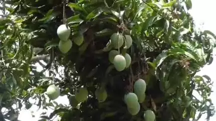 நாகப்பட்டினம்: மாம்பழம் இனிக்கிறது மாங்காய் விலையோ நாகை மாவட்ட விவசாயிகளுக்கு கசக்கிறது மாங்காய் விலை வீழ்ச்சியால் கவலையில் விவசாயிகள் #localissue#