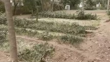 भुसावर: भुसावर इलाके में वन विभाग ने 2.40 लाख पौधे किए तैयार, पौधों का वितरण शुरू