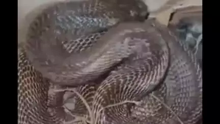 लोहरदगा: विशाल कोबरा साँप घर में घुसा, 5 मुर्गियों को डँसा, मोहल्ले में हड़कंप, वन विभाग ने लोगों को किया जागरूक