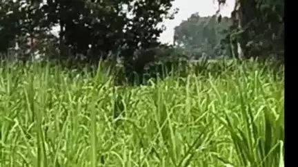 अमरोहा: रजबपुर के झनकपुरी में खेत में किसान को तेंदुआ दिखाई दिया, मचा हड़कंप