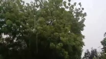 आज़मगढ़: जिले में मानसून की दस्तक से गर्मी से मिली राहत, किसानों के चेहरे खिले, जल निकासी की समस्या से नगरवासी परेशान