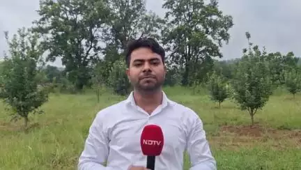पत्थलगांव: जशपुर के करदना में सेव और नाशपति की खेती कर किसान हुए मालामाल, नाबार्ड योजना से किसान कर रहे खेती