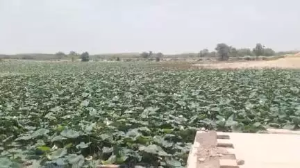 कोलायत: कोलायत की कपिल सरोवर में जलीय वनस्पतियों का कब्जा, लोग परेशान हैं, कैसे करें तीर्थ स्नान