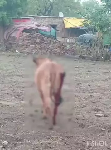बैराड़: बैराड़ के गोंदरी में अज्ञात युवक ने गाय को कुल्हाड़ी मारी, पुलिस ने मामला दर्ज किया