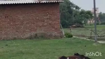 नवाबगंज: हाफिजगंज थाना क्षेत्र के ग्राम बकैनिया में सचिवालय के पास एक जानवर की मौत, स्थानीय पुलिस से अंतिम संस्कार की गुहार लगाई