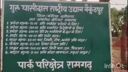 बैकुंठपुर: कोरिया स्थित गुरु घासीदास टाइगर रिजर्व में धड़ल्ले से अवैध लकड़ी कटाई जारी